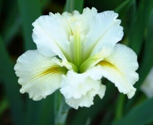Iris Acadian Miss (Iris Louisiana) (White)