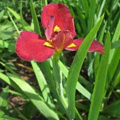 Iris Ann Chowning (Iris Louisiana) (Velvet Red)