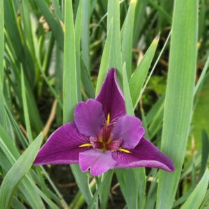 Iris Black Gamecock (Iris Louisiana) (Deep Purple)