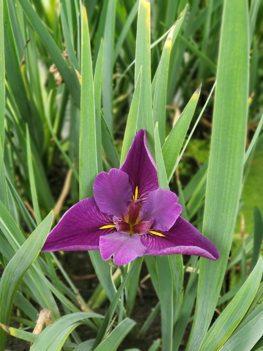 Iris Black Gamecock (Iris Louisiana) (Deep Purple)