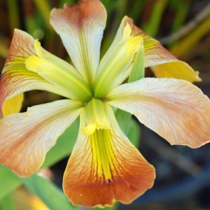 Iris Count Pulaski (Iris Louisiana)