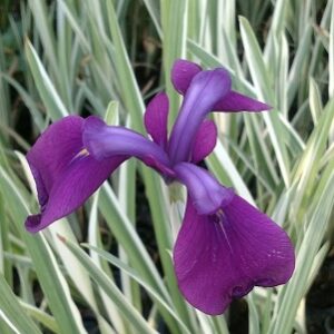 Iris Japanese Variegated (Iris kaempferi variegata) (purple)