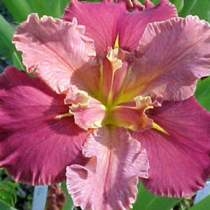 Iris Peaches and Wine (Iris Louisiana)