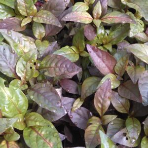 Josephs Coat (Alternanthera ficoidea)