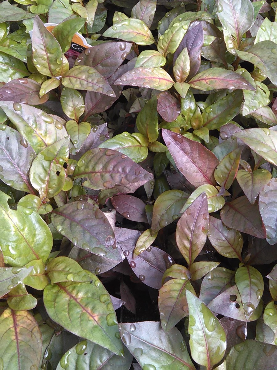 Josephs Coat (Alternanthera ficoidea)