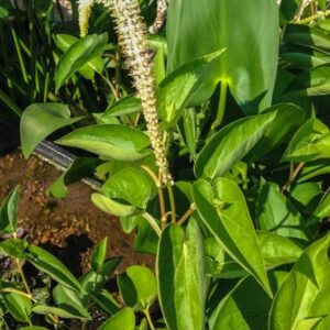 Lizard's Tail (Saururus chinensis)