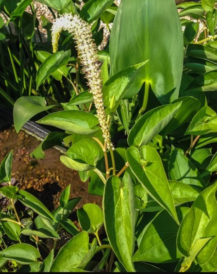 Lizard's Tail (Saururus chinensis)