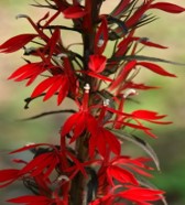 Lobelia - Black Truffle (Lobelia Cardinalis Black Truffle)