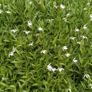 Lobelia - Chinese Creeping (Lobelia Chinensis)