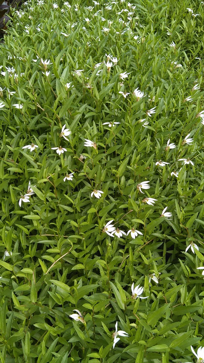 Lobelia - Chinese Creeping (Lobelia Chinensis)