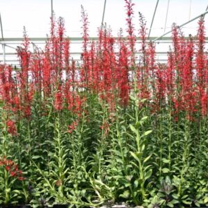 Cardinal Flower, Red (Lobelia Cardinalis)