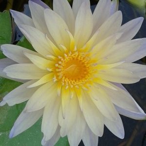 Lynn Ellen - Yellowish Tropical Water Lily