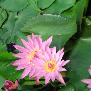 Pink Capensis - Tropical water Lily