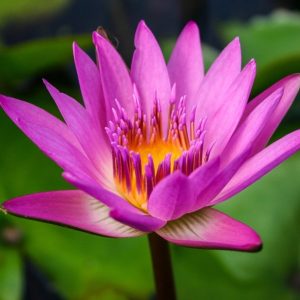 Ruby - Red Tropical Water Lily