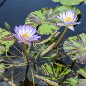 Southern Charm- Blue/Green Tropical Water Lily