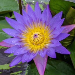 Tina - Purple Tropical Water Lily