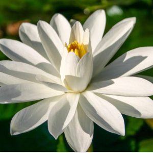 Wood's White Knight - Tropical Night Blooming Lily