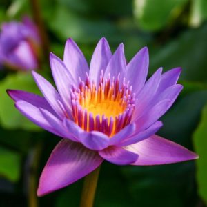 Panama Pacific - Purple Tropical Water Lily