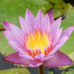 Piyalarp - Red Tropical Night Blooming Lily