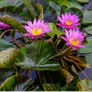 Queen of Siam - Pink Tropical Water Lily