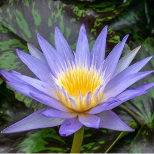 Star of Siam - Blue Tropical Water Lily