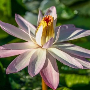 Texas Shell Pink - Tropical Night Blooming Lily