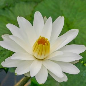 Trudy Slocum - White Tropical Water Lily