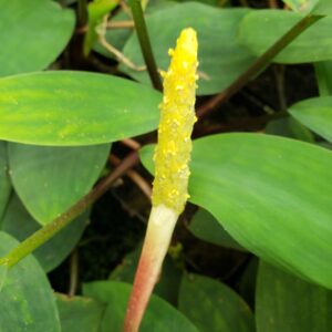 Golden Club (Orontium Aquaticum)