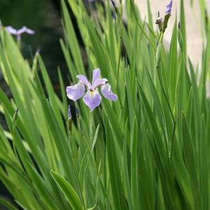 Iris Blue Flag (Iris versicolor)
