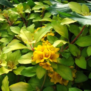 Loosestrife - Outback Sunset (Lysimachia congestiflora)