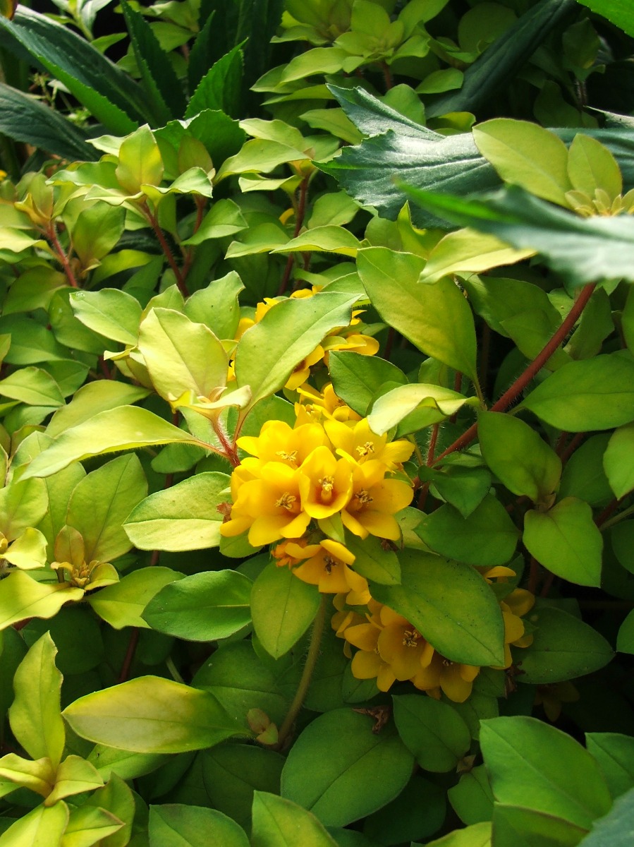 Loosestrife - Outback Sunset (Lysimachia congestiflora)