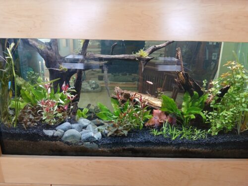 Vallisneria Americana (Jungle Val) (5 plants per order) photo review