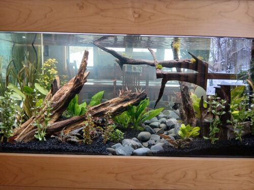 Melon Sword Bare Root photo review