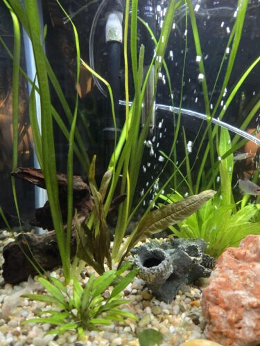 Corkscrew Vallisneria bunched photo review