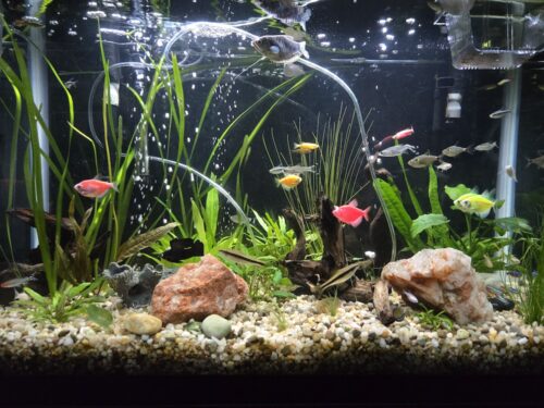 Hairgrass, Giant clump photo review