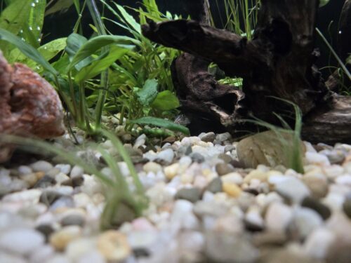 Anubias nana photo review