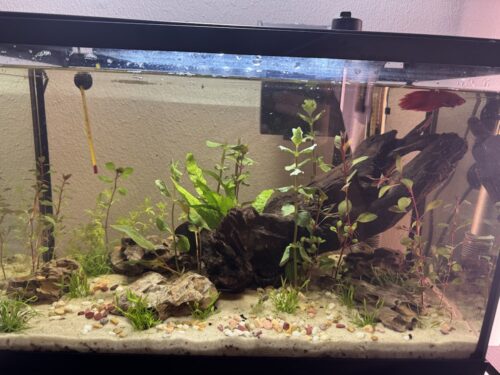 Cryptocoryne Wendtii Red 'Mi Oya' photo review