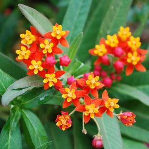 Mexican Butterfly Weed (Asclepias curassavica)