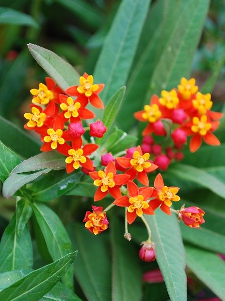 Mexican Butterfly Weed (Asclepias curassavica)