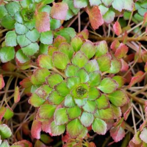 Mosaic Plant (Ludwigia sedioides)