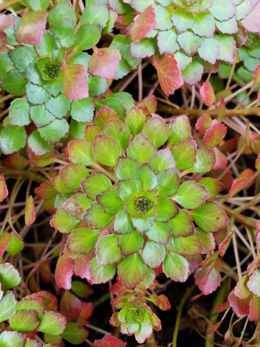 Mosaic Plant (Ludwigia sedioides)