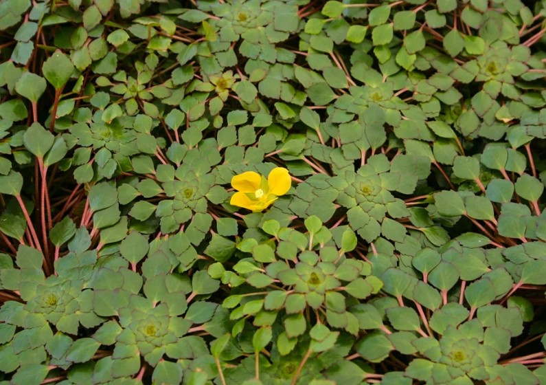 Mosaic Plant (Ludwigia sedioides) - Image 2