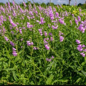 Obedient Plant (Physostegia virginiana)