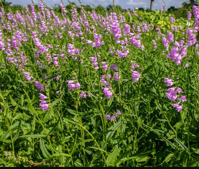 Obedient Plant (Physostegia virginiana)