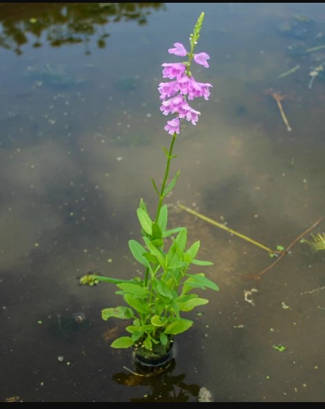 Obedient Plant (Physostegia virginiana) - Image 2