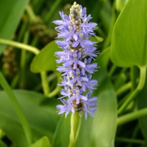 Pickerel Blue (Pontederia cordata)