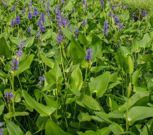 Pickerel Blue (Pontederia cordata) - Image 2