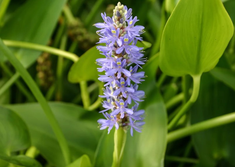 Pickerel Blue (Pontederia cordata)