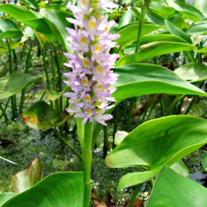 Pickerel Pink (Pontederia cordata 'Singapore Pink')