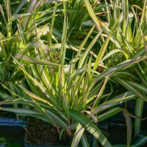 Ribbon Grass Strawberries and Cream (Phailaris arundinacea)